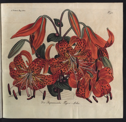 Japanische Tiger-Lilie. In: Allgemeines Teutsche Garten-Magazin, Erster Band, 1. Stück 1815, Tafel 1